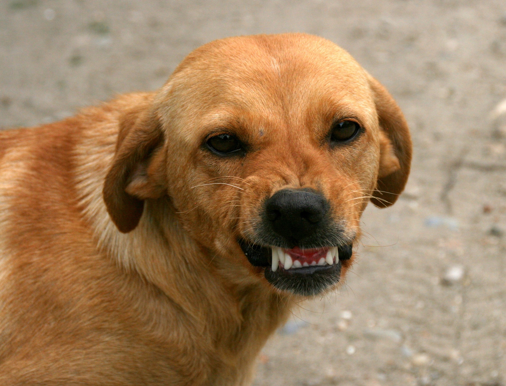 dog attacks personal injury 