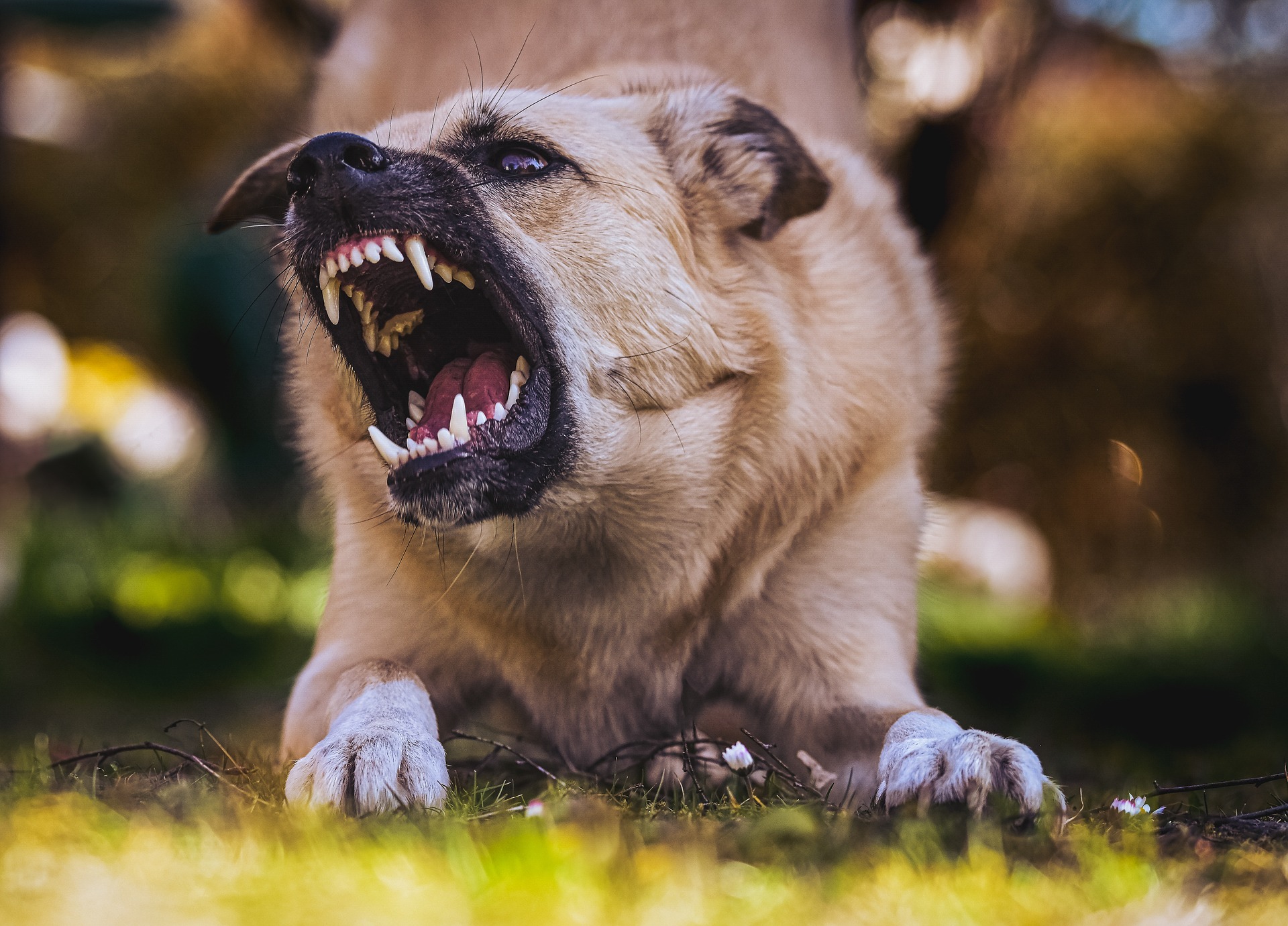 dog bites Sarasota 